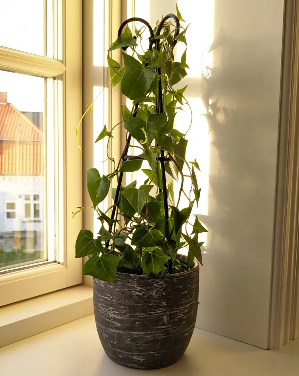 https://makerworld.bblmw.com/makerworld/model/DSM00000000207586/design/2024-02-27_cph1tzvtkf0d.jpg