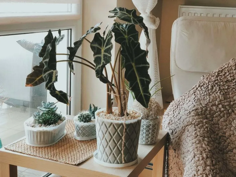 Vase Diamonds Plant Pot