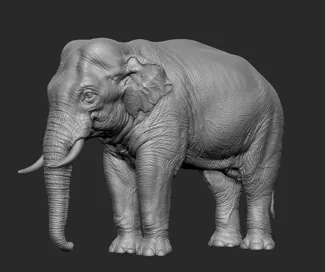 elephant