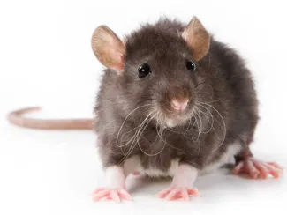 high quality and effort rat