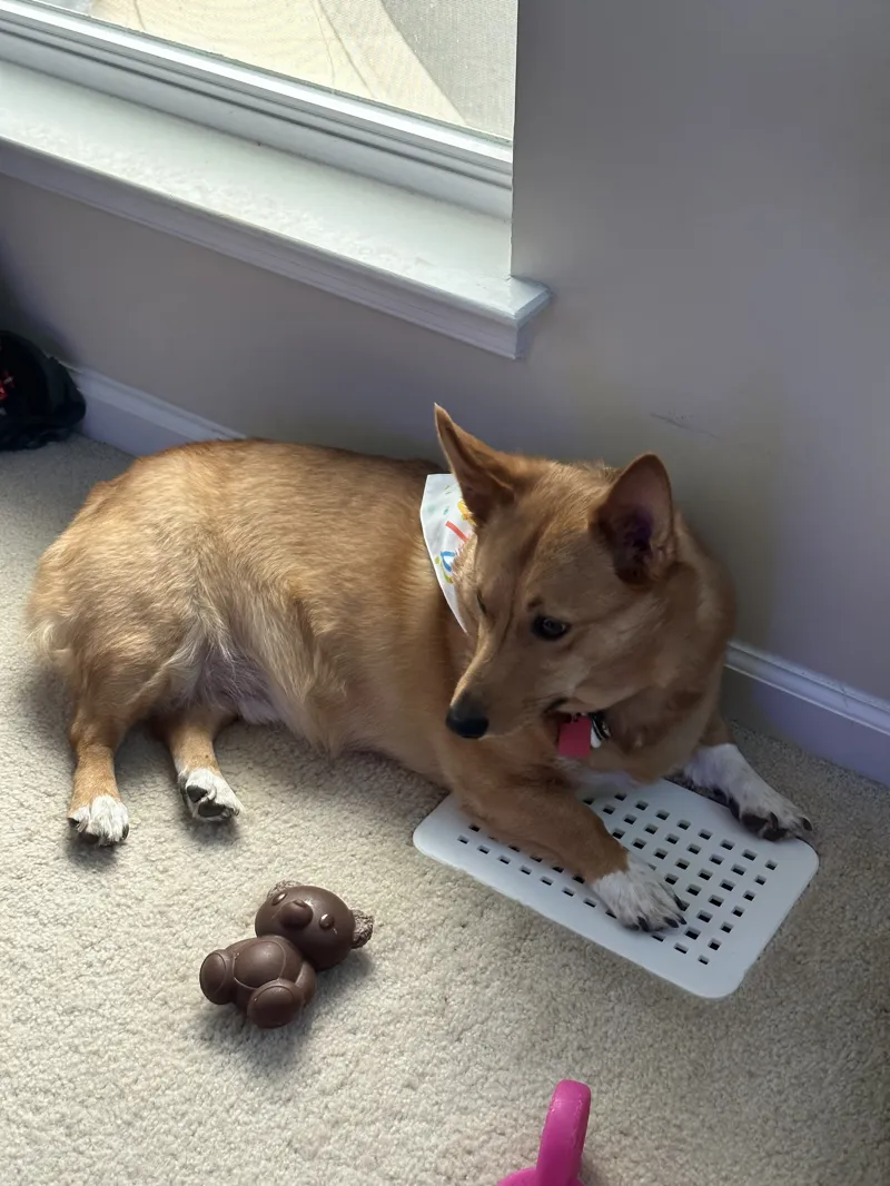 Dog Safe Vent Cover / Home Air Vent Replacement