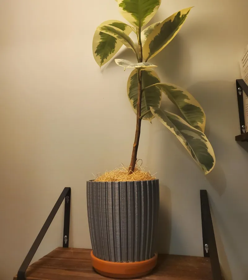 Ficus Planter