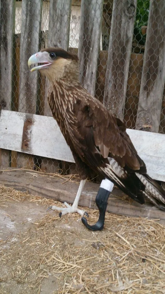 Spring foot for eagle (prosthetic) - Atomic Lab 