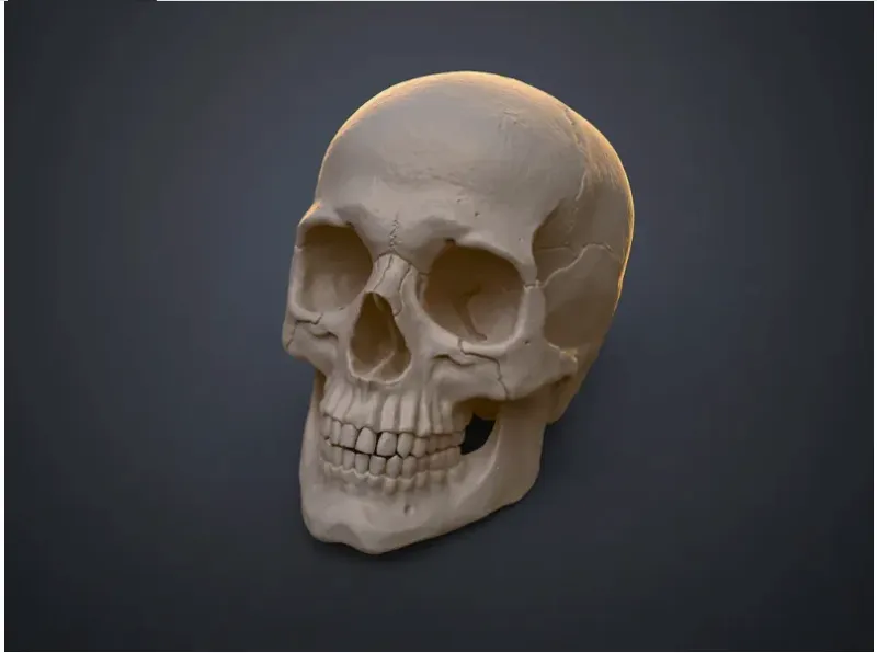 skull