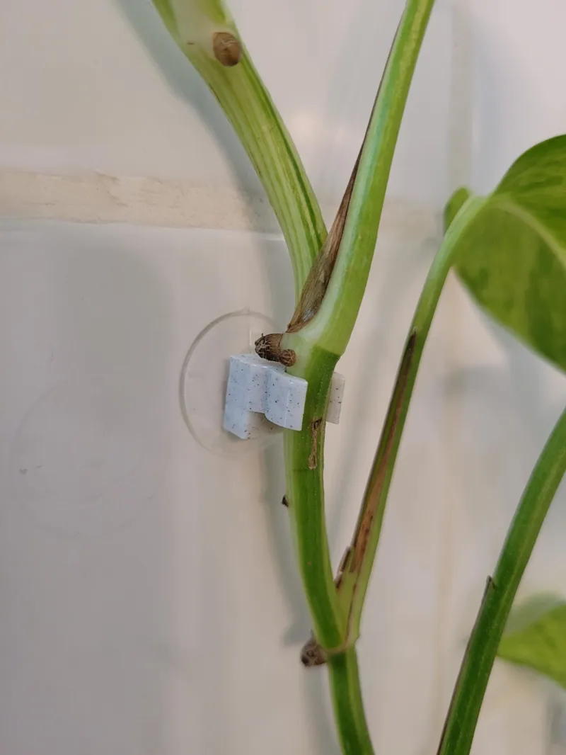 Suction Cup Plant Hanger