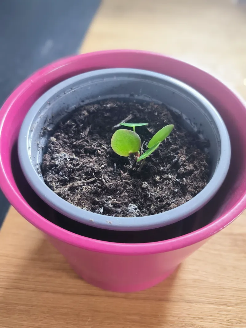 Plant pot spacer