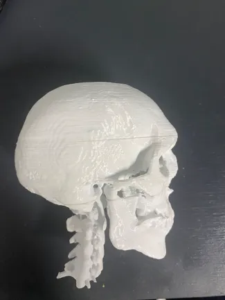 3D Scan Skull