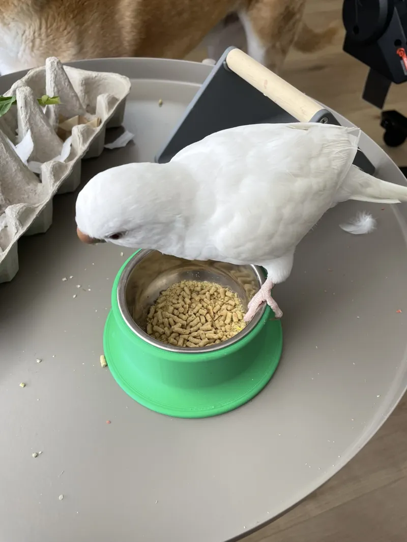 Bird bowl holder