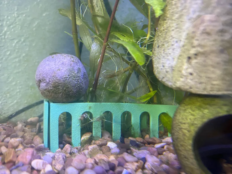 Aquarium Plant