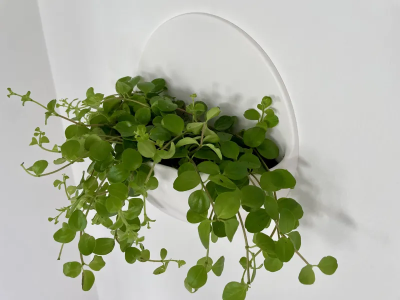 Wall planter - Floating, no visible screw holes
