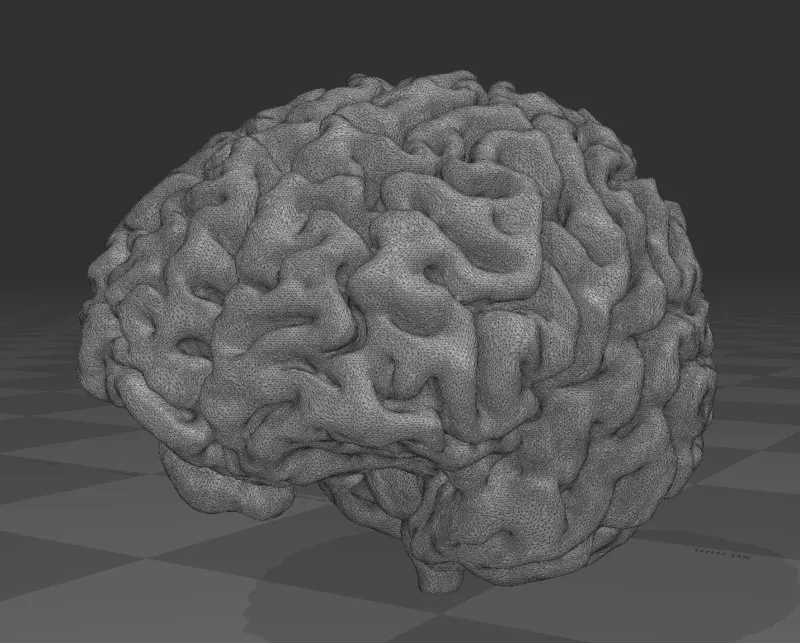 High Detail Brain Scan 3D Model