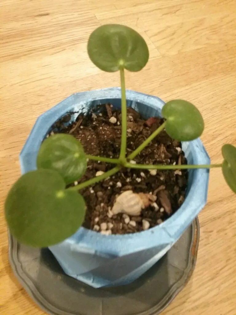 Plant Holder