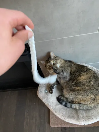 Cat Toy