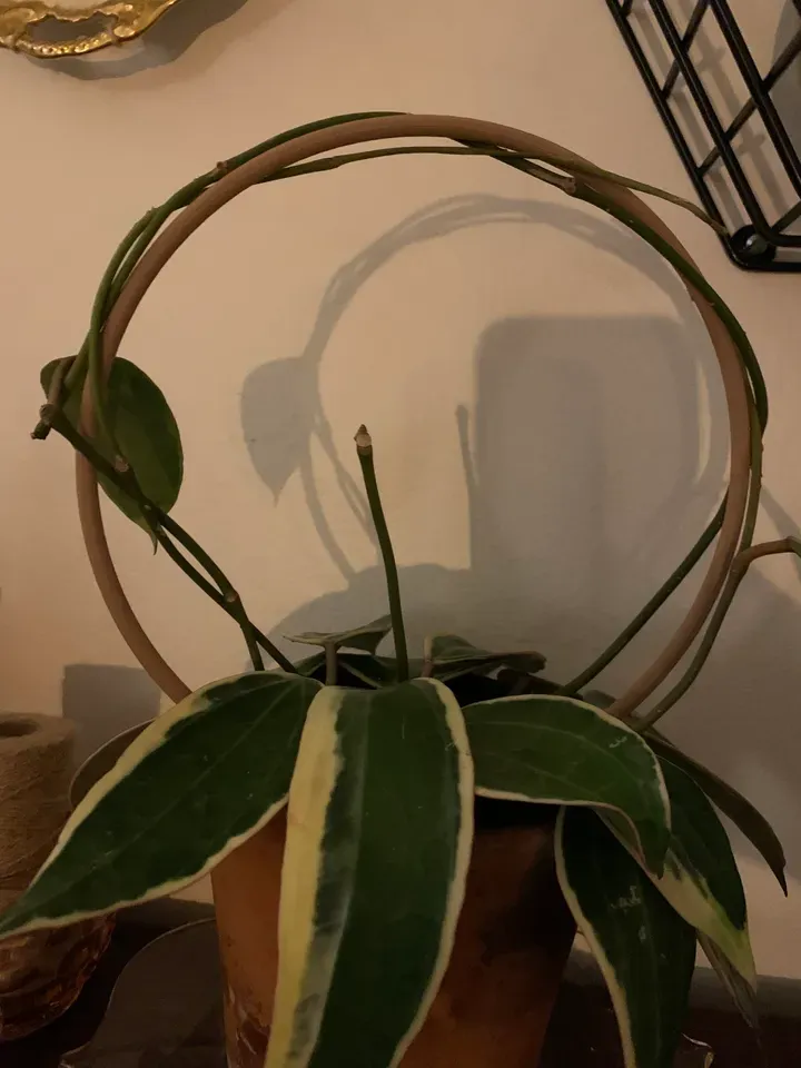 Circular Plant Trellis