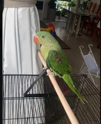 Bird Stand 
