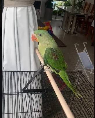 Bird Stand 