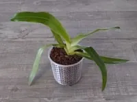 Flower_pot