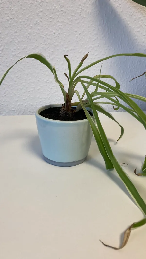 Soucoupe pour pot de fleurs 7 cm