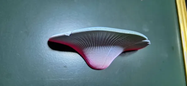 https://makerworld.bblmw.com/makerworld/model/DSM00000000413244/design/2024-04-04_u5pjdqn7d5bl.jpg