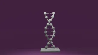 DNA model