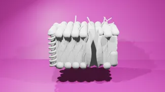 Cell Membrane