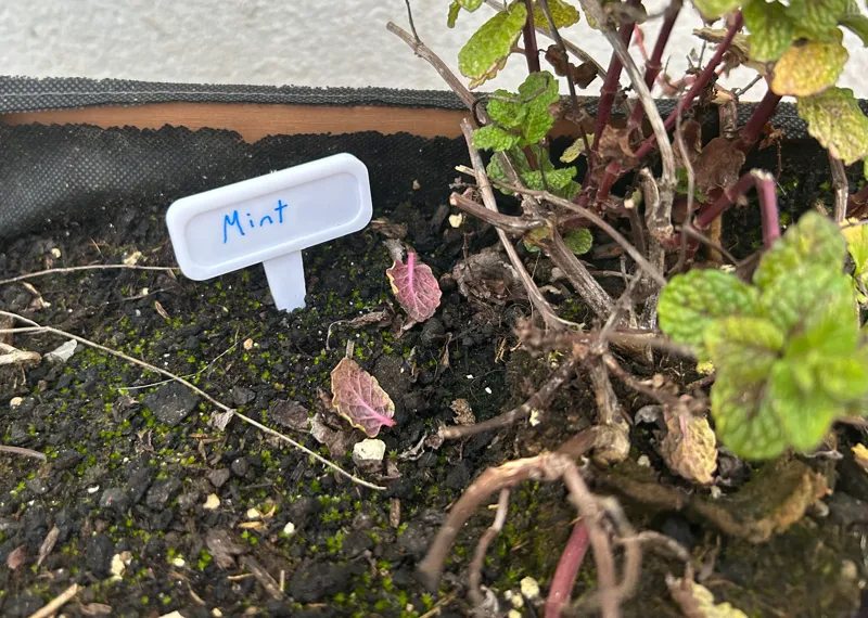 Plant T-type tag