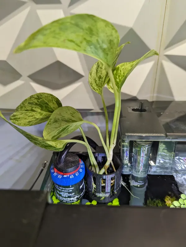 Support pour pothos en aquarium sans rebord 5 mm