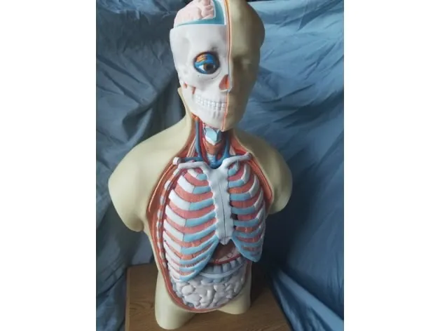 Human Torso Anatomy Model