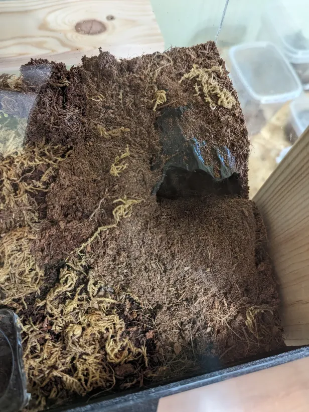 Spider Tarantula Shelter