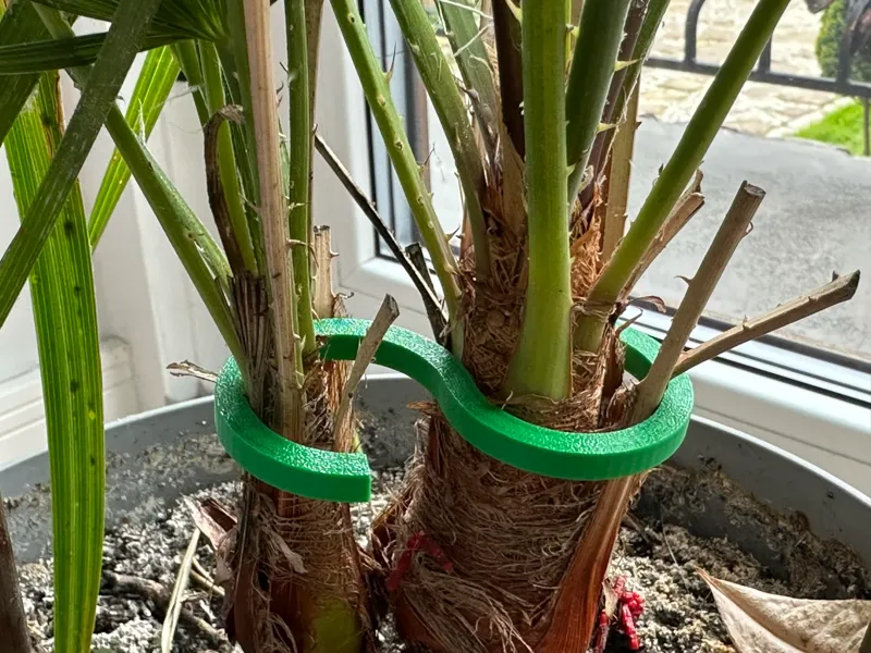Plant stem holder