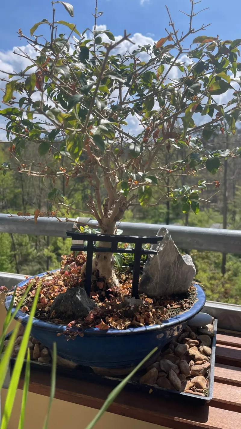 Japanese gate for bonsai tree
