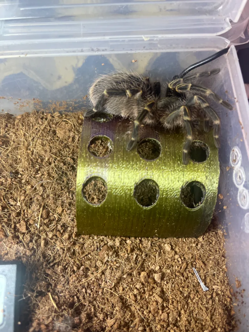 养殖蜘蛛小屋