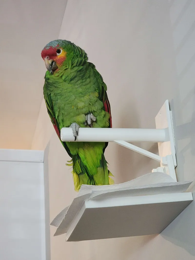 Bird Perch