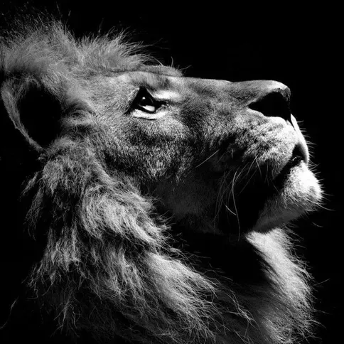 HueForge Black and White Lion