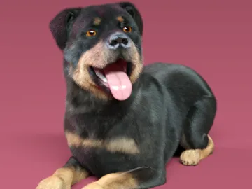 Funny Dog