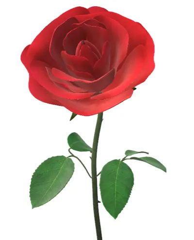 A red rose