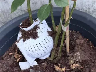 植物高压生根生根盒 Plant Rooting Box