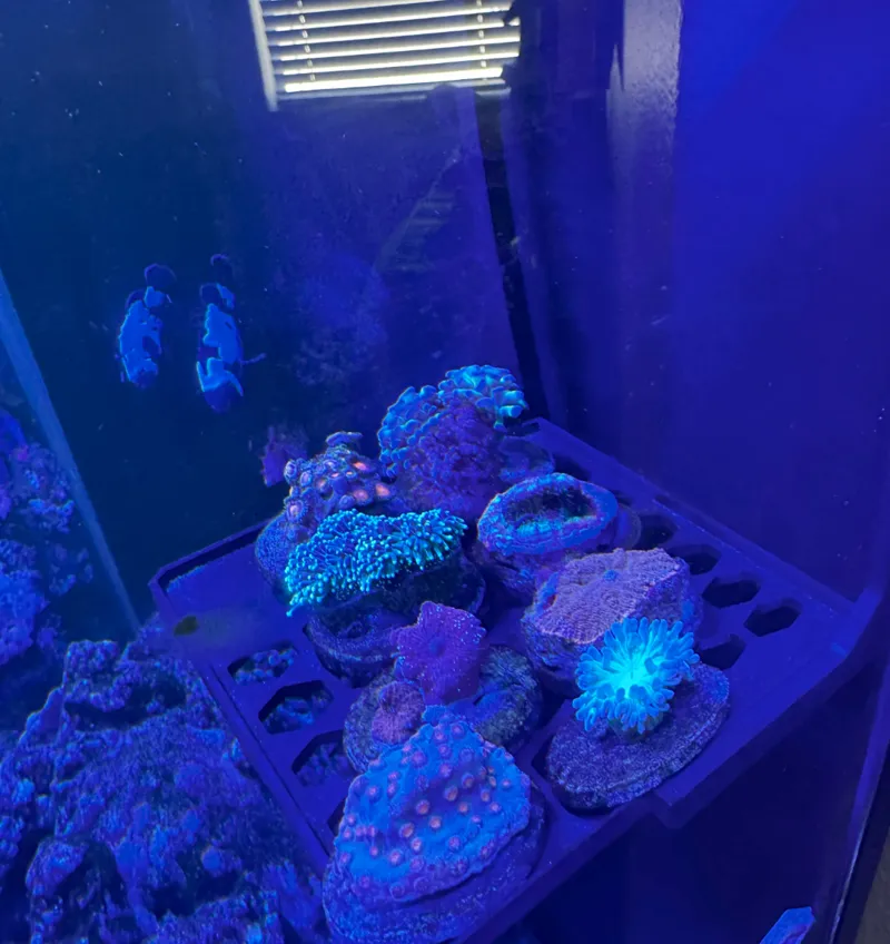 Hanging Frag Rack with raised rim