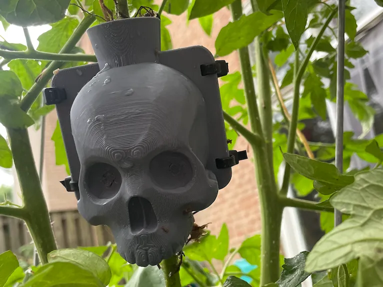 Skull Root Ball