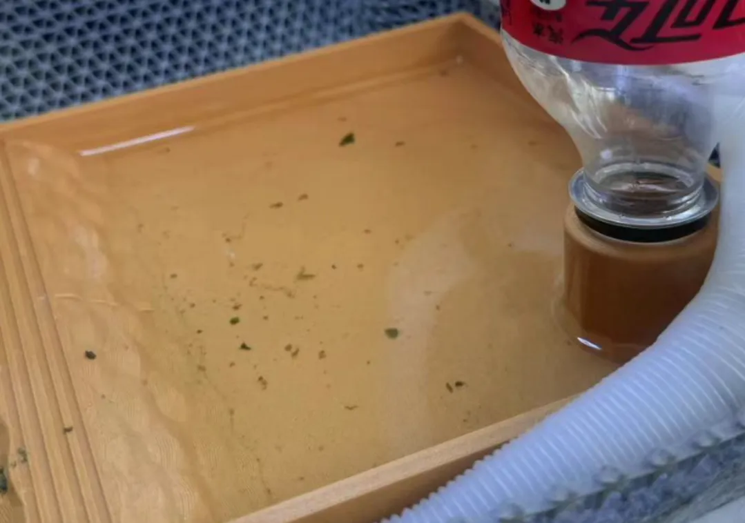 Bassine de bain et d'eau pour tortue
