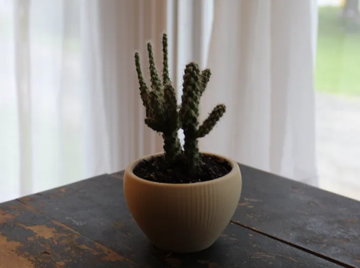 Succulent Plant Pot - 3 inch diameter 