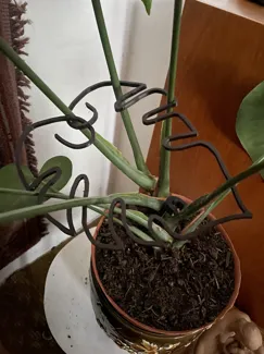 Monstera plant support
