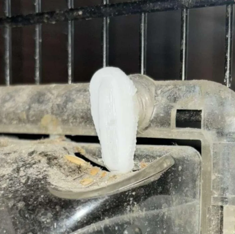 Bird Cage closing Hook 