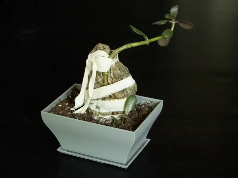 Zen plant pot