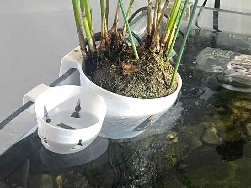 鱼缸壁挂植物杯
