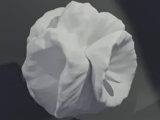 Organic shape 1