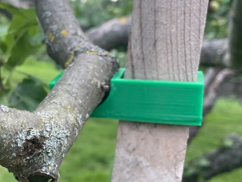 Support of fruit branches with adjustable height