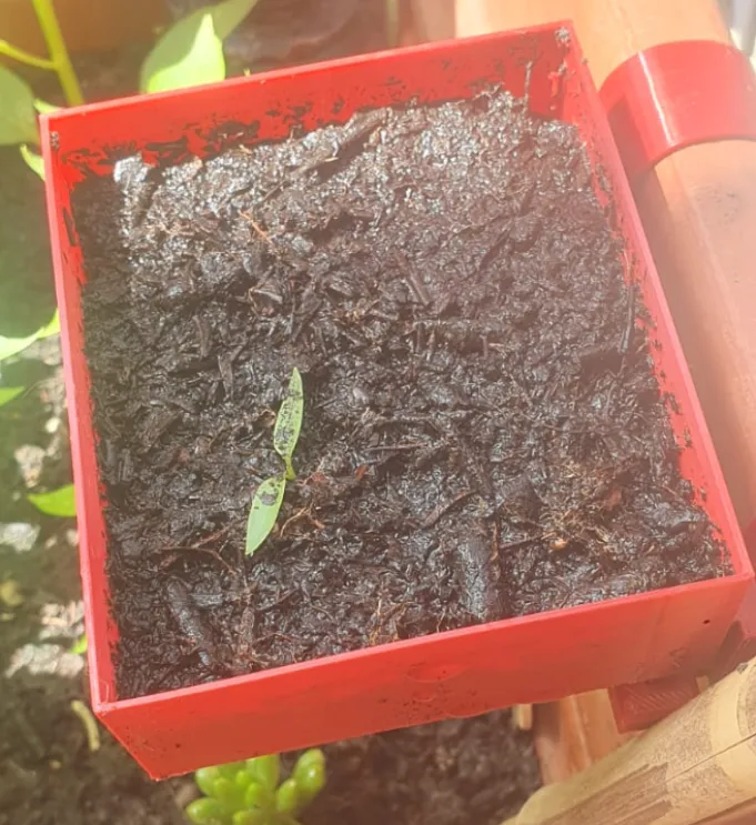 Additional garden pot for the garden pot