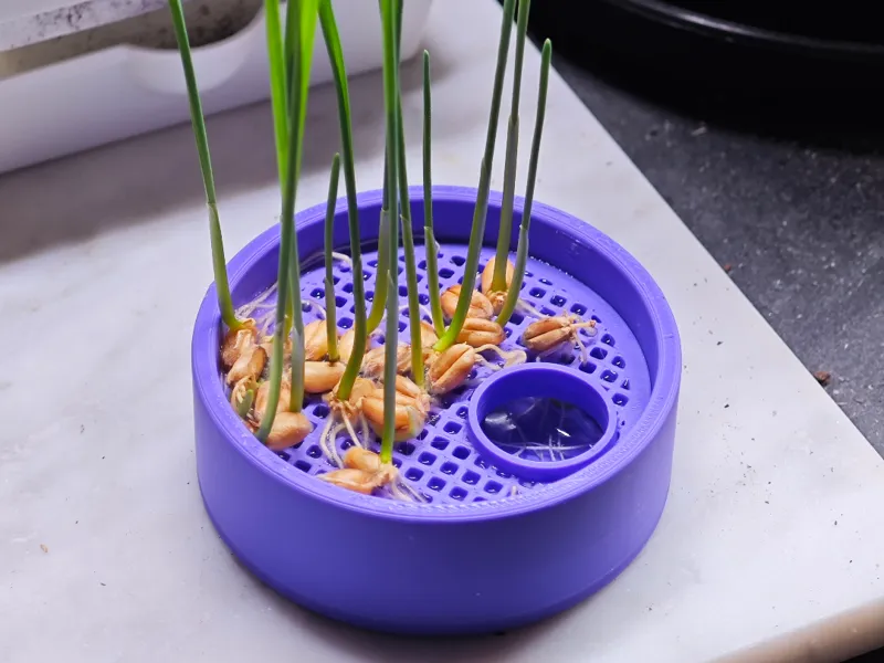 Cat Grass Pot | 水培猫草盆
