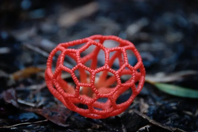 Fungi Lamp.01.Clathrus caeruleus by Dedalo 3D - MakerWorld